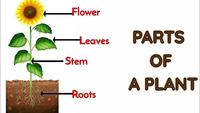 partes da planta e suas funções - Série 6 - Questionário