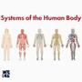 Body Systems Review