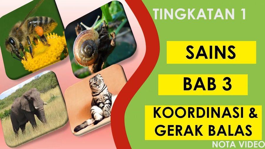 Koordinasi Dan Gerakbalas T1 Bab 3 Science Quizizz