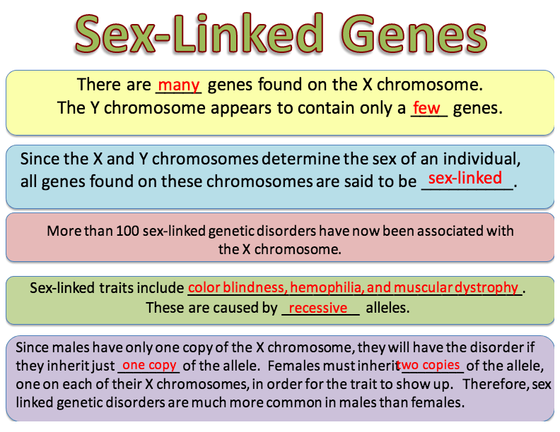 Multiple Alleles And Sex Linked Genes Biology Quizizz