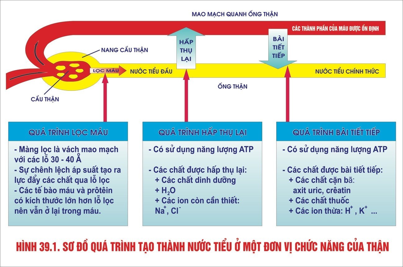 hệ thống tiêu hóa và bài tiết - Lớp 8 - Quizizz