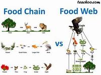 Food - Class 6 - Quizizz