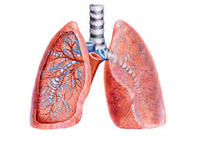 oddychania komórkowego - Klasa 7 - Quiz