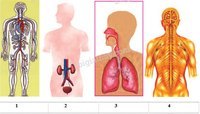 sinh học con người - Lớp 3 - Quizizz