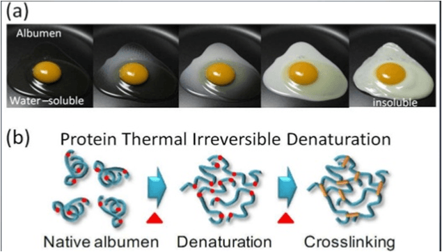 Coagulation and Denaturation | Quizizz