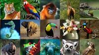 animales - Grado 4 - Quizizz