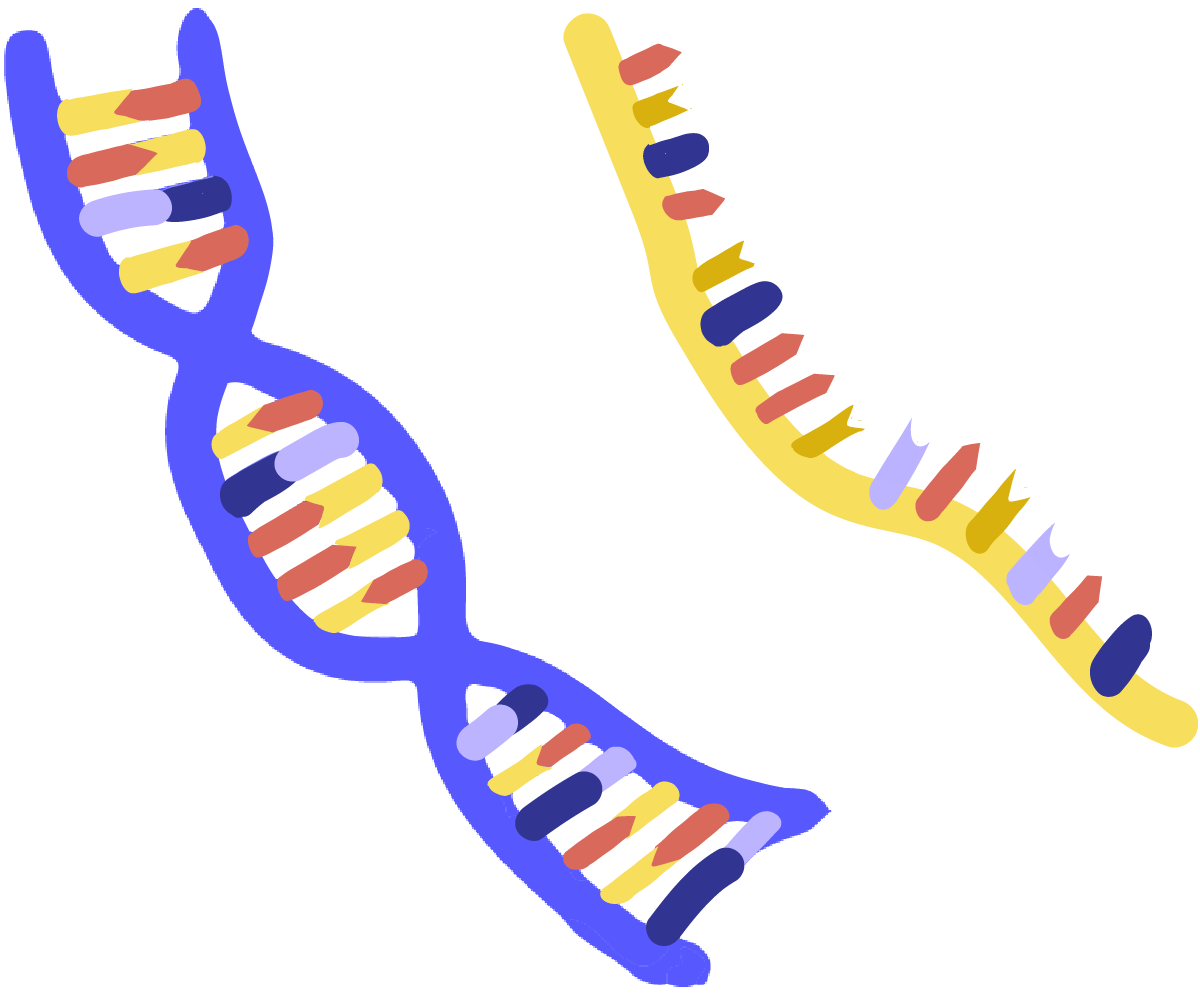 Nucleic Acids