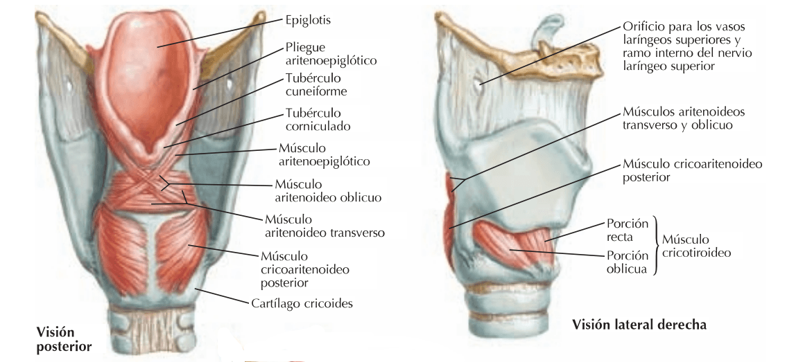 cartílago corniculado