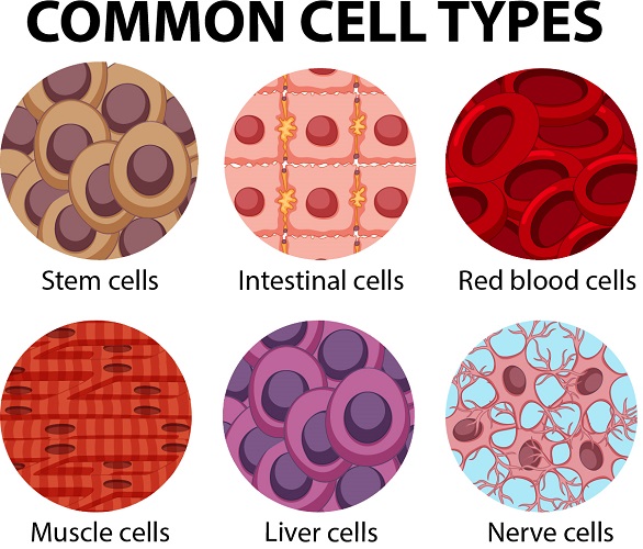 cell-structure-science-quizizz