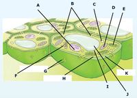 plant cell diagram - Year 12 - Quizizz