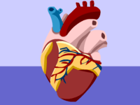 the circulatory and respiratory systems - Grade 4 - Quizizz