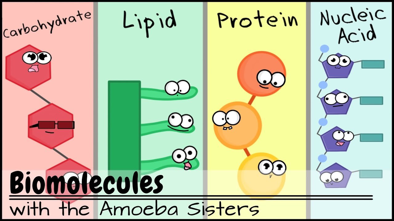 polymer-of-carbohydrates-lipids-and-proteins