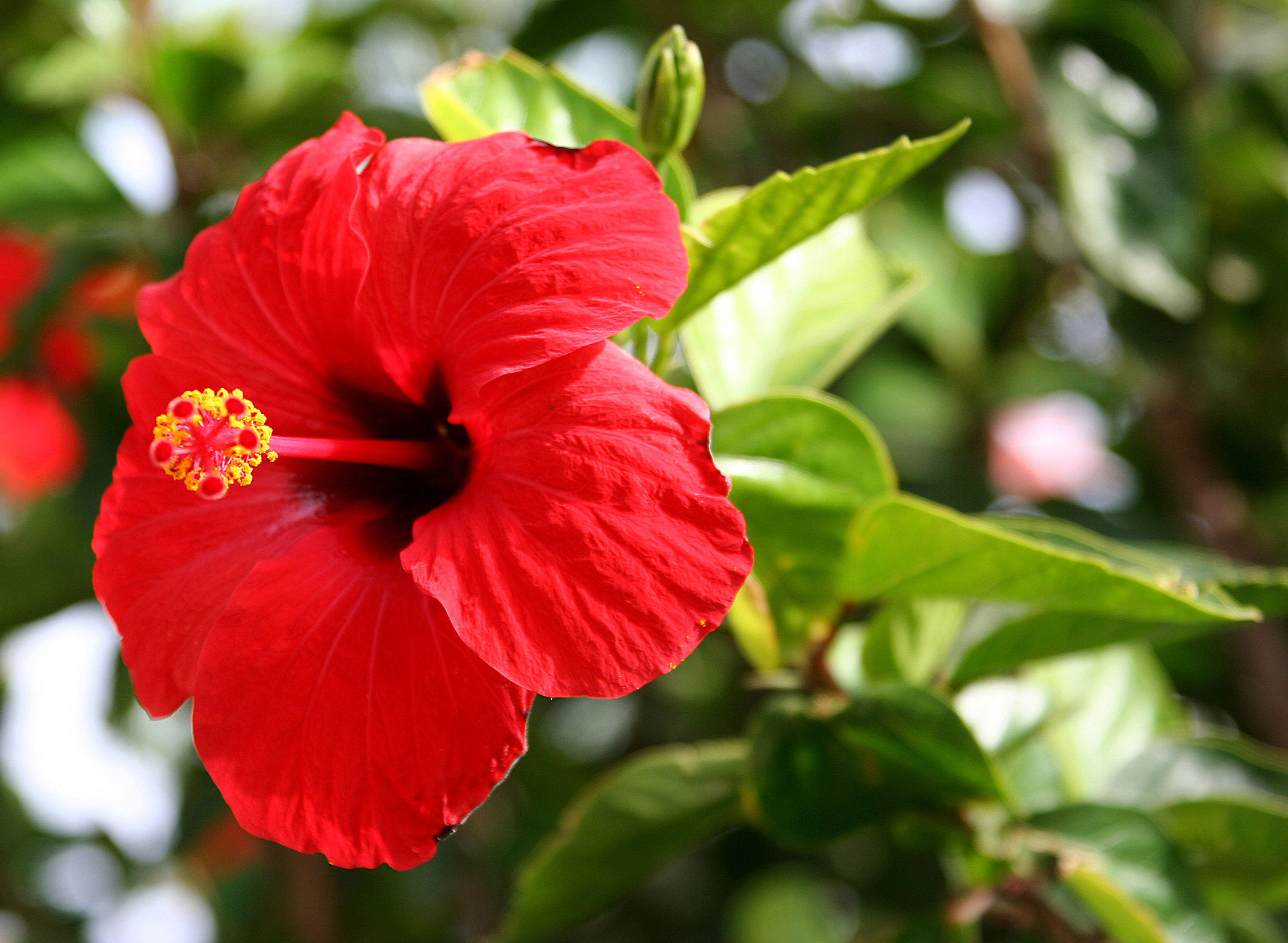 The Winter Hibiscus English Quizizz