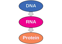 síntese de rna e proteína - Série 10 - Questionário