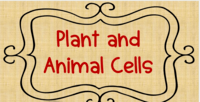 plant cell diagram - Year 5 - Quizizz