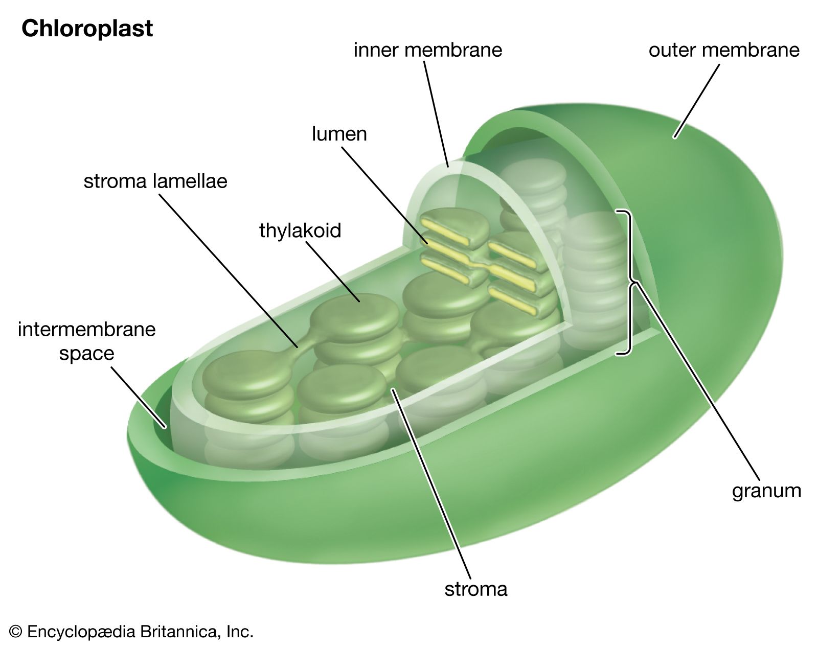 Photosynthesis