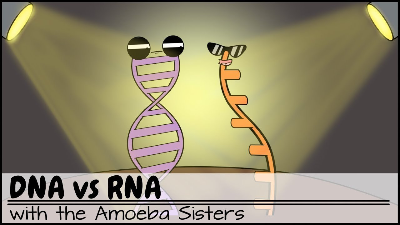 2 Amoeba Sister Dna Vs Rna 110 Plays Quizizz