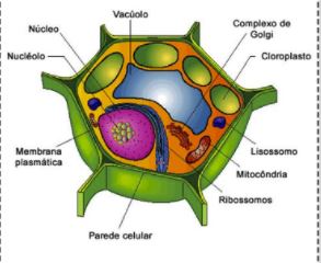 diagrama de célula vegetal - Série 3 - Questionário