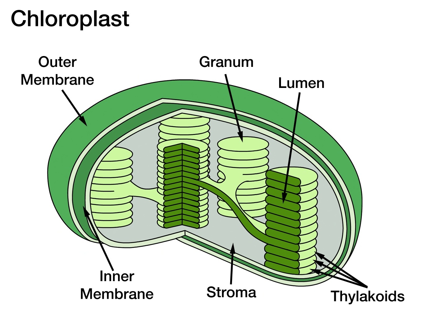 AS Biology Structure And Functions Of Chloroplast Quizizz   25e825d4 Cbc9 4560 9c7a 5fc1a803b3a2