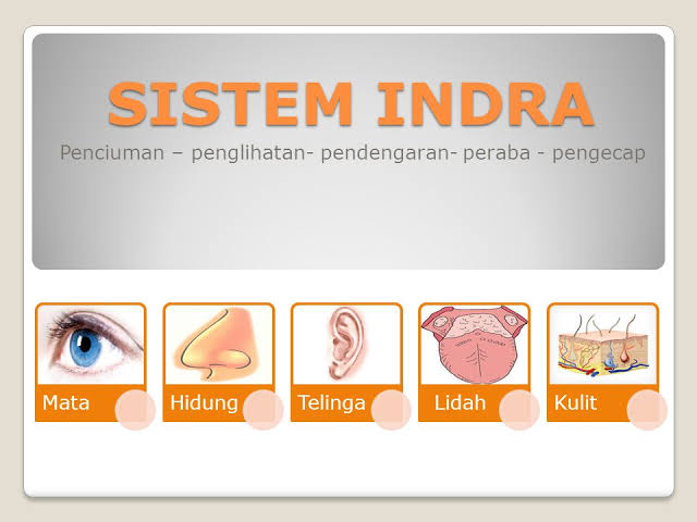 SISTEM INDERA | Quizizz