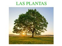 Formas planas - Grado 7 - Quizizz