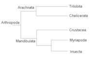 bacteria and archaea - Grade 10 - Quizizz