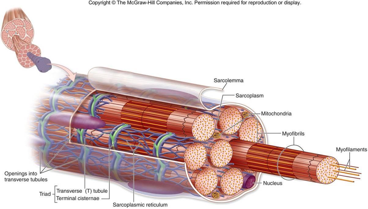 Muscle Microanatomy | Biology Quiz - Quizizz