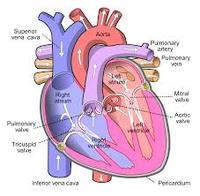 the circulatory and respiratory systems - Class 5 - Quizizz