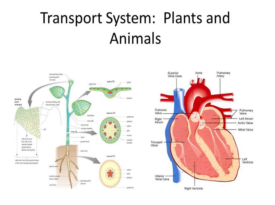 transport-systems-in-living-things-134-plays-quizizz