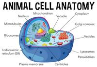 Cellular ultrastructure