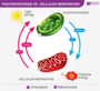 Photosyntheis & Respiration