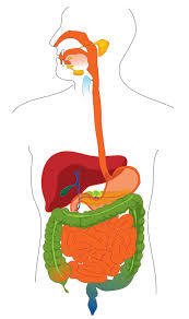 the digestive and excretory systems - Class 9 - Quizizz