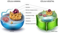 diagrama de célula vegetal - Série 3 - Questionário