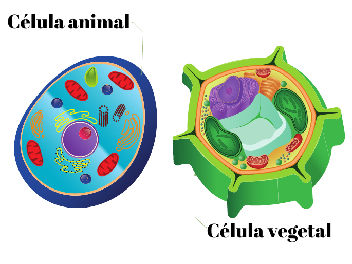 Células 5.º ano | Biology - Quizizz