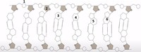 struktur dan replikasi DNA - Kelas 6 - Kuis