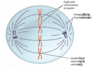 the cell cycle and mitosis - Grade 12 - Quizizz