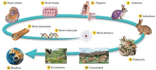 NIVELES DE ORGANIZACIÒN DE LOS SERES VIVOS jugadas Quizizz