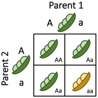 kwadraty Punnetta - Klasa 7 - Quiz