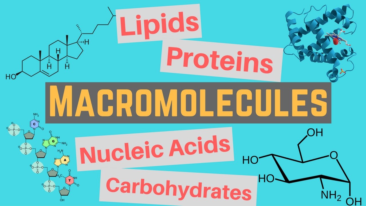 macromolecules - Year 6 - Quizizz