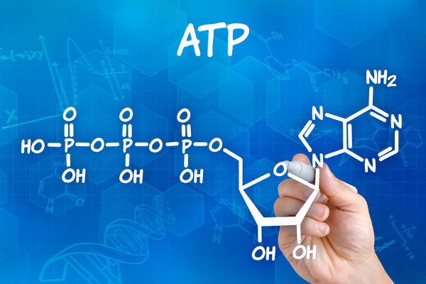 metabolismo - Grado 3 - Quizizz