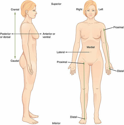 Cartões de anatomia - Série 10 - Questionário