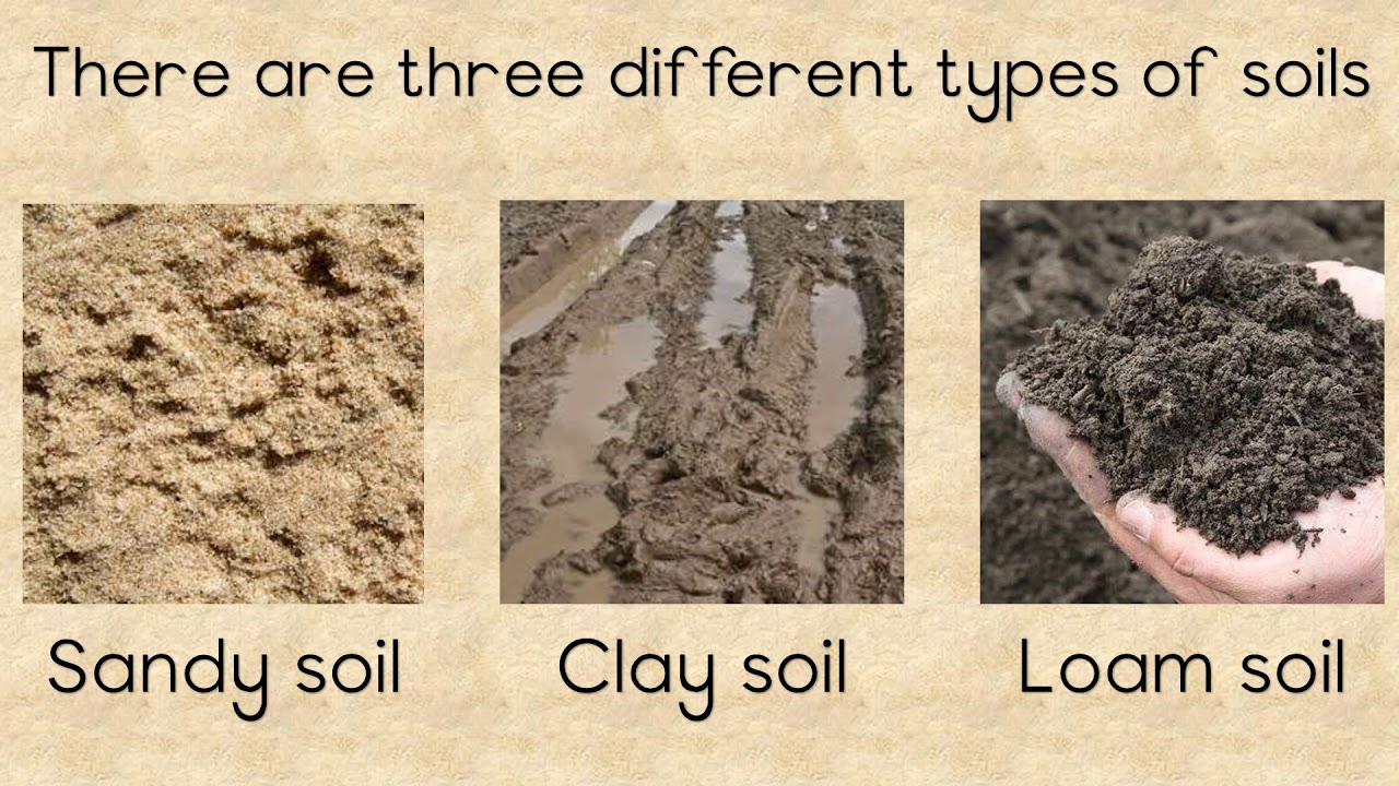 Q1_Types Of Soil | Quizizz