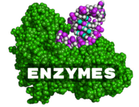 enzymes - Class 5 - Quizizz