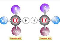 síntesis de arn y proteínas - Grado 1 - Quizizz