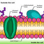 Cell Membrane