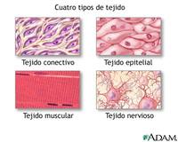 Biología Tarjetas didácticas - Quizizz