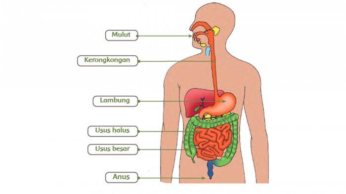 Pencernaan makanan secara mekanik terjadi di dalam