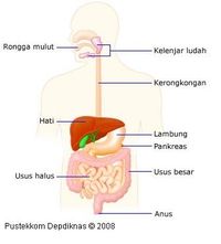 enzim - Kelas 8 - Kuis