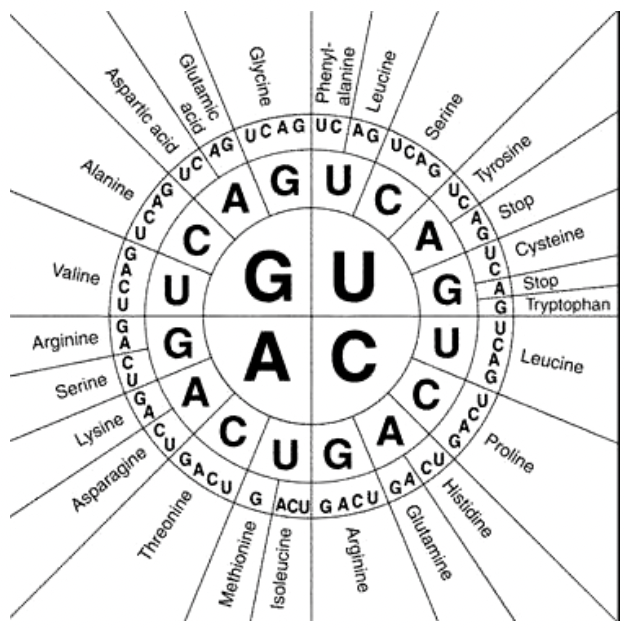 rna and protein synthesis - Grade 7 - Quizizz