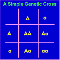 genetics vocabulary genotype and phenotype - Year 11 - Quizizz